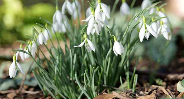 Snowdrops at Highdown Gardens, Worthing